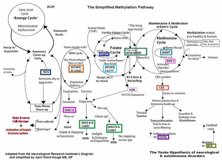 Simplified Methylation Pathway